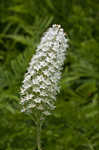 Osceola's plume <BR>Death camas <BR>Crow poison